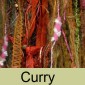 Curry