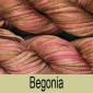 begonia