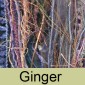 Ginger