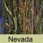 Nevada