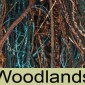 Woodlands
